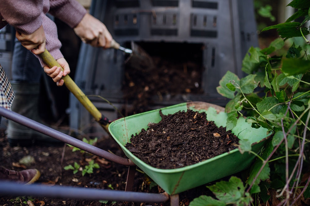 Top 10 Natural Fertilizers for Hydrangeas