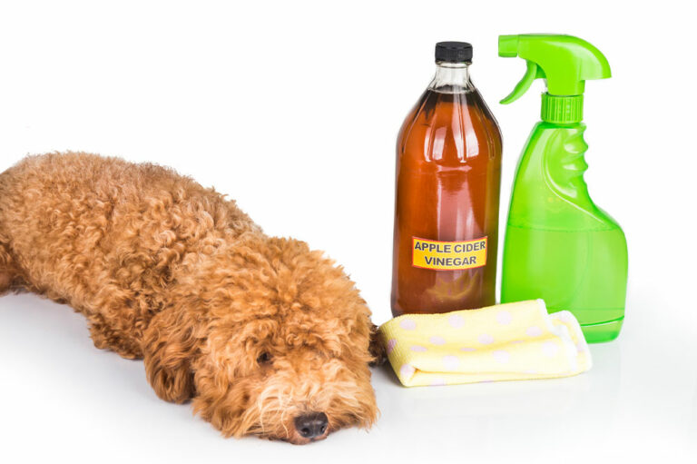 Manage flea and tick infestations with these home remedies