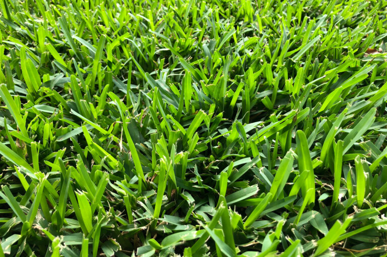 Effective St. Augustine Grass Lawn Care Tips