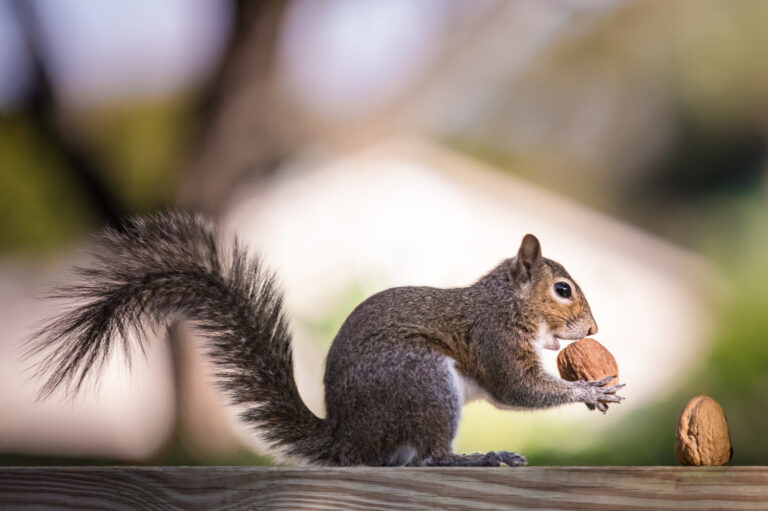 Effective Ways to Get Rid of Squirrels