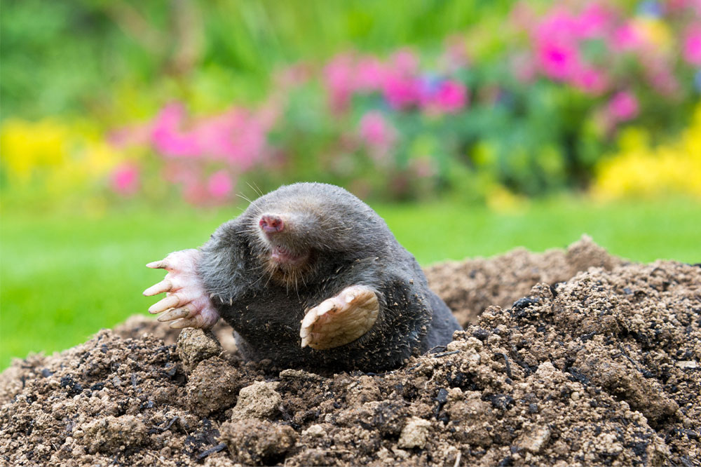 10 Ways to Keep Yards Mole-Free