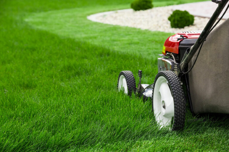 5 lawn care tips to maintain a lush green yard