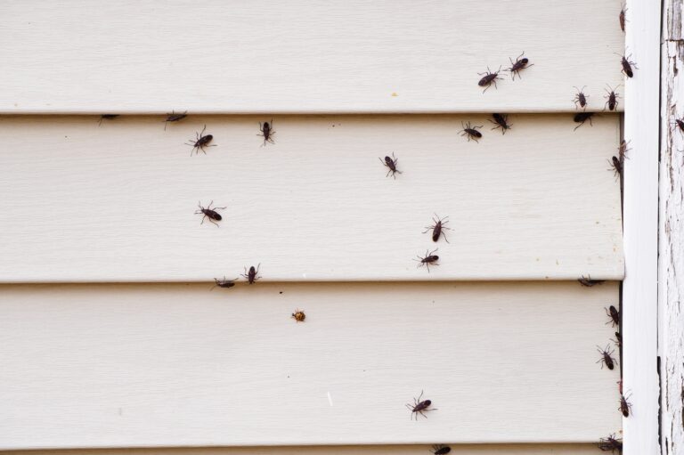 8 Ways to Get Rid of Boxelder Bugs