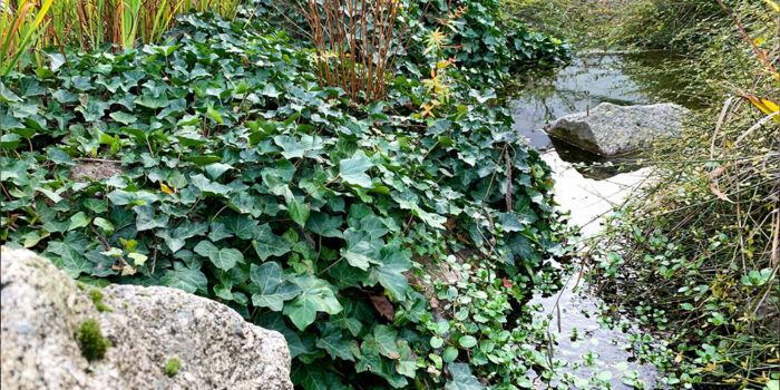 Top Ways to Get Rid of Ivy Plants