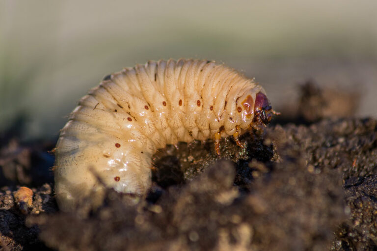 8 Ways to Get Rid of Armyworms