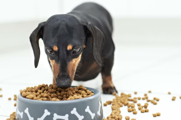 All About Dog Food