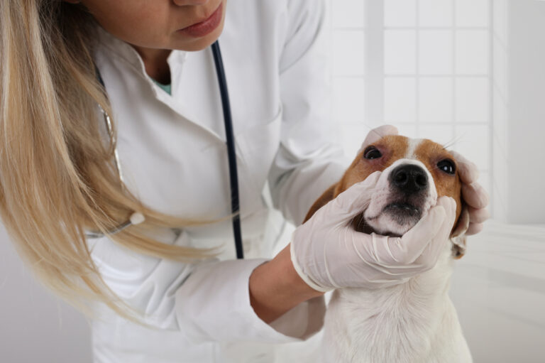 An Overview Of Allergies In Dogs- Causes, Symptoms, And Treatment Options