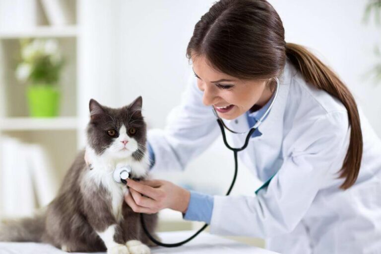 Are Fleas Pestering Your Cat? Here&#8217;s How You Can Get Rid Of It!