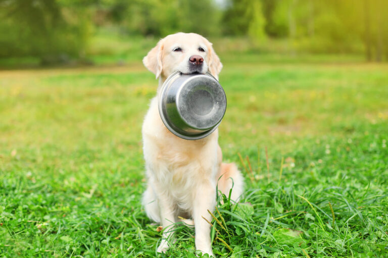 Boost Your Canine’S Diet With Healthy Dog Food