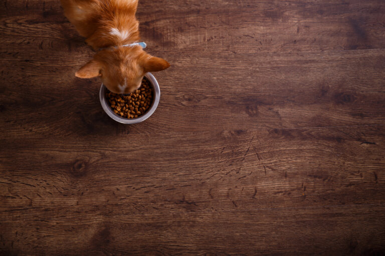 Choosing the Best Dog Food for Allergies