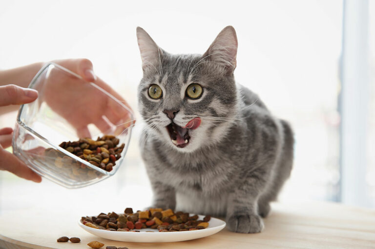 Choosing the Right Food for Cats with Sensitive Skin