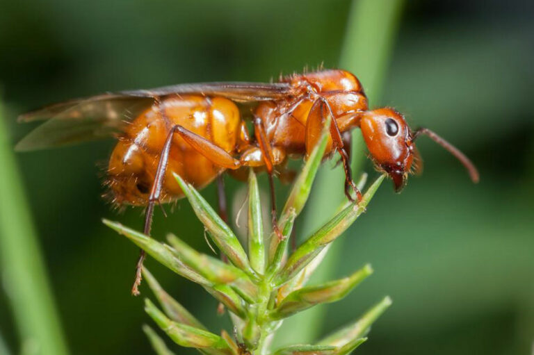 Effective treatments to get rid of fire ants