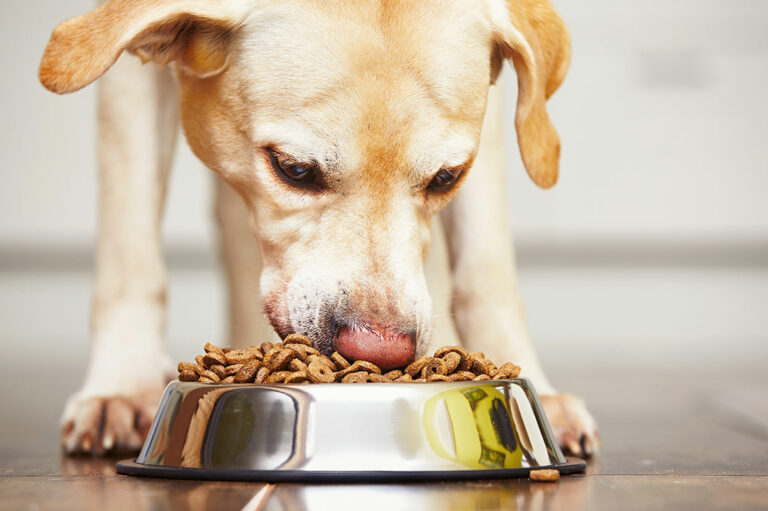 Essentials to Know When Choosing Food for Dogs with Sensitive Skin