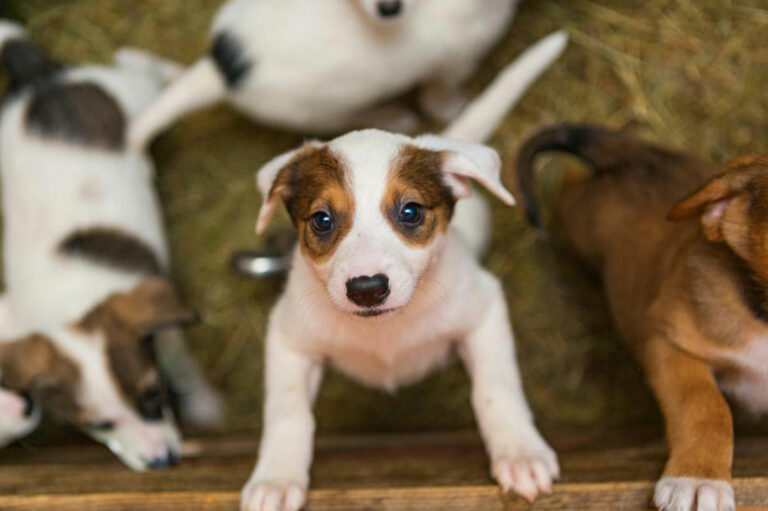 Factors to consider before adopting puppies