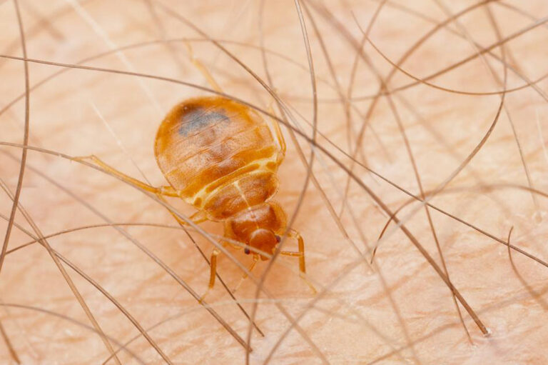 Five tips to keep your home free of bed bugs