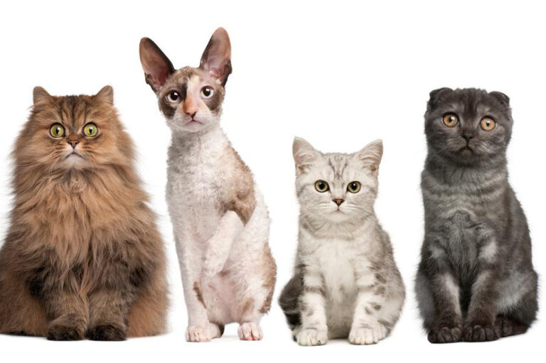 Four cat breeds you must consider bringing home