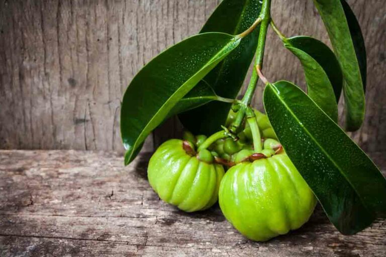 Garcinia &#8211; Its Proposed Benefits and Side Effects