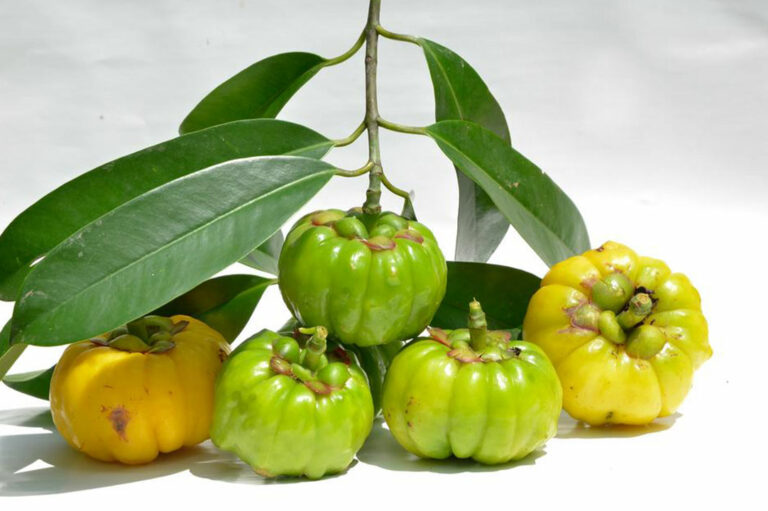 Getting an insight on Garcinia Cambogia