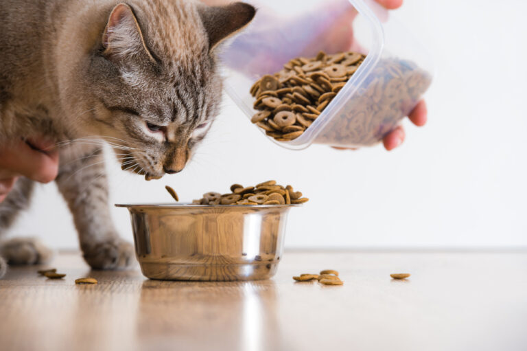 Healthy And Appetizing Cat Foods