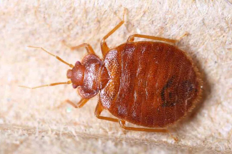 Home Remedies and Tips for Bed Bug Infestation