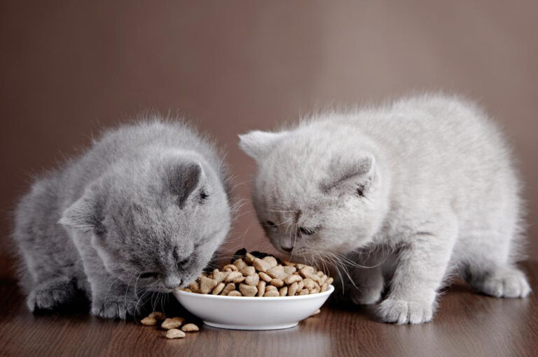 Homemade cat food samples you should be trying immediately