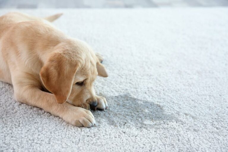 How To Get Rid Of Pet Stains