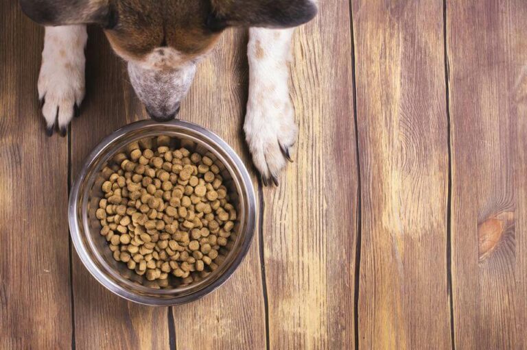 Know About The Right Food For Your Dog&#8217;s Allergies