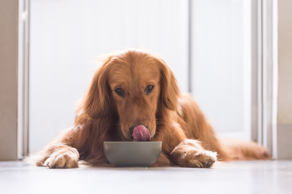 Picking the Best Dog Foods for a Sensitive Stomach