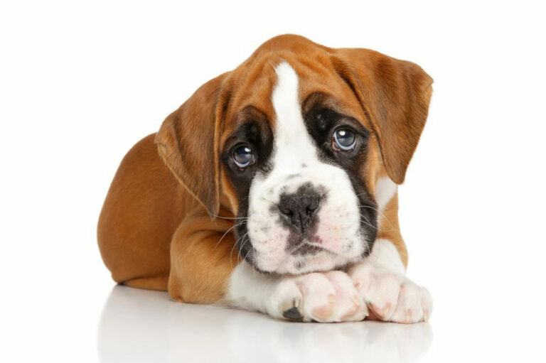 Popular boxer puppies breeders in the country