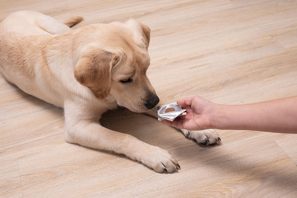 Preventing and Treating Dog Fleas