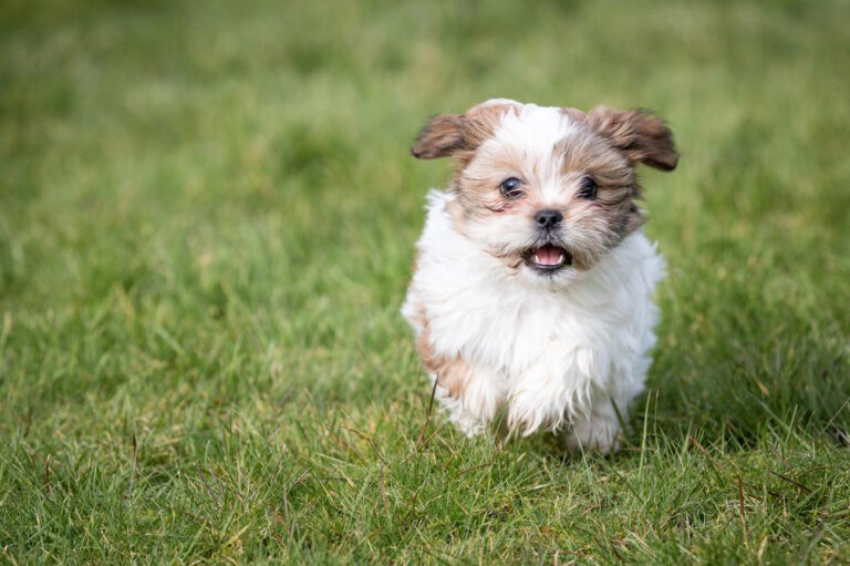 Shih Tzu puppies sale in the US