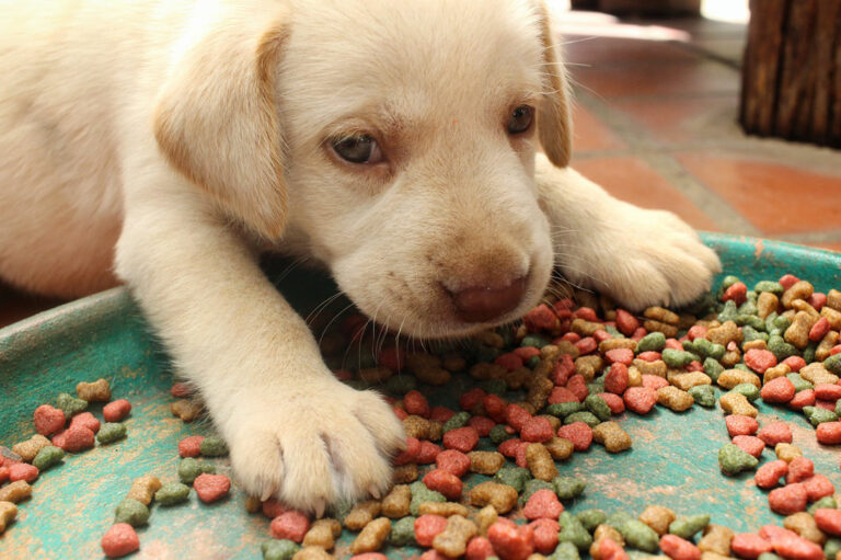 Six Factors to Consider Before Buying Puppy Food