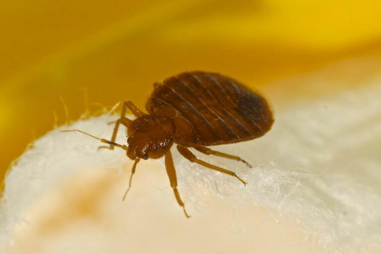 The Most Common Signs Of Bed Bugs