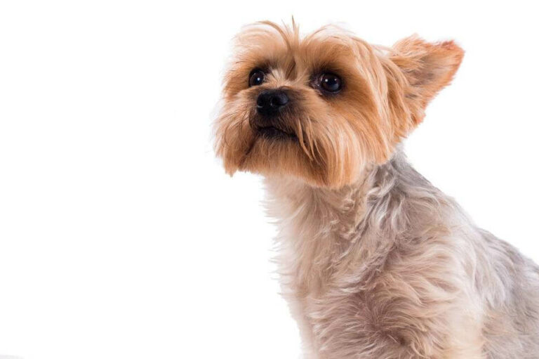 Things To Consider Before Buying A Teacup Yorkie In A Sale