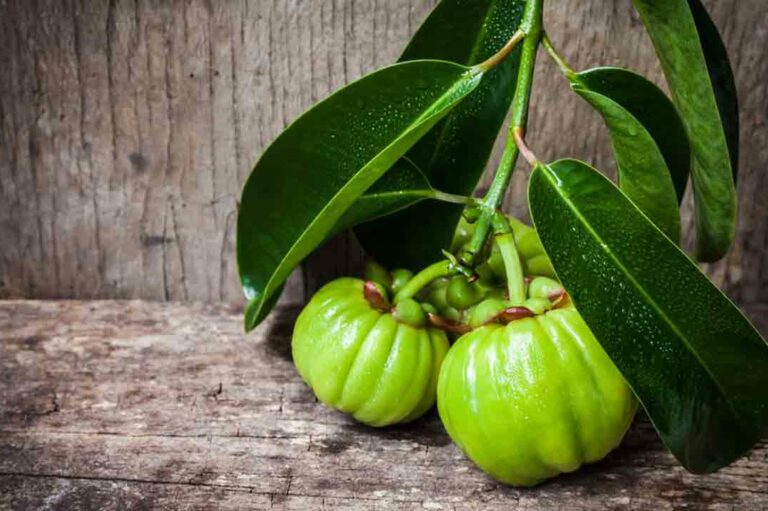 Things You Need to Know about Garcinia Cambogia