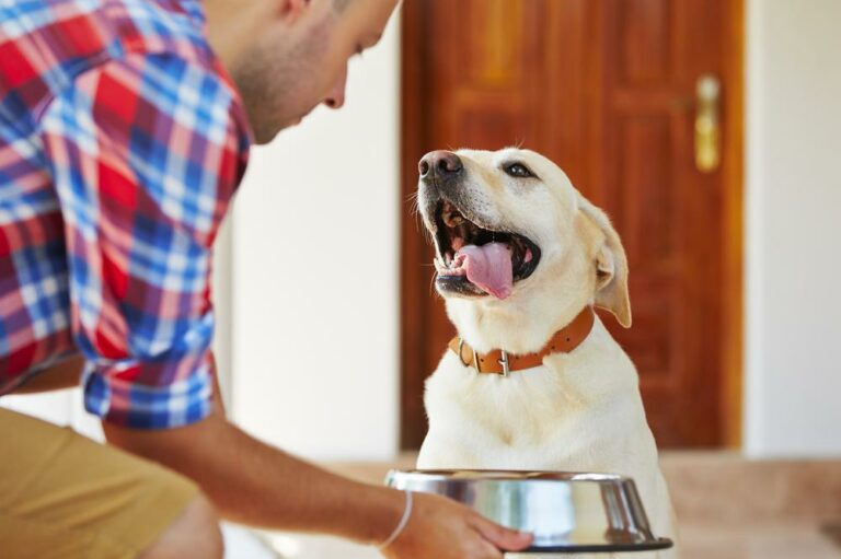 Things You Should Know About The Best Puppy Food In The Market