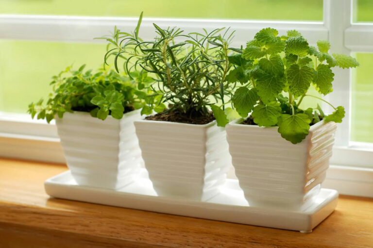 Think indoor gardening when outdoor isn&#8217;t possible