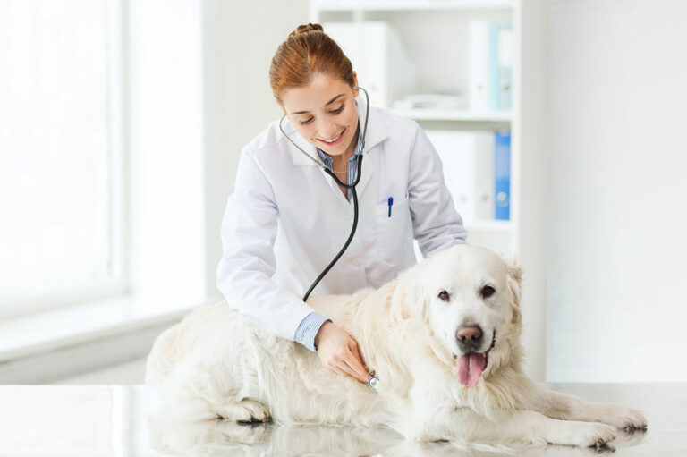 Tips on choosing the right pet insurance for your fur baby