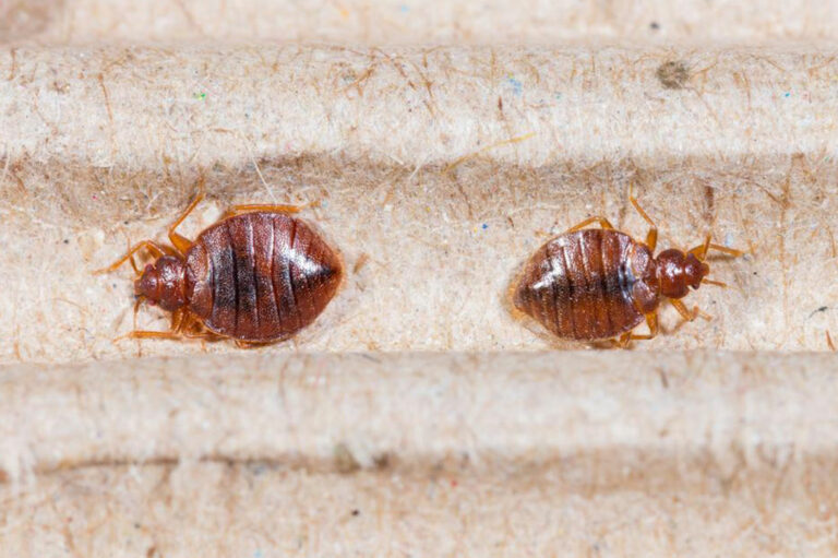 Top 3 bed bug sprays you can consider