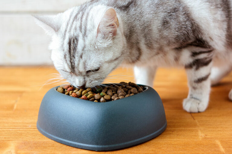 Top 5 Cat Foods for Your Feline Friends