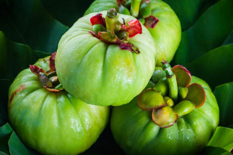 Understanding how Garcinia Cambogia works