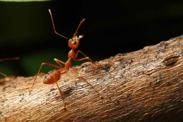 What Are the Treatments for Fire Ant Sting?