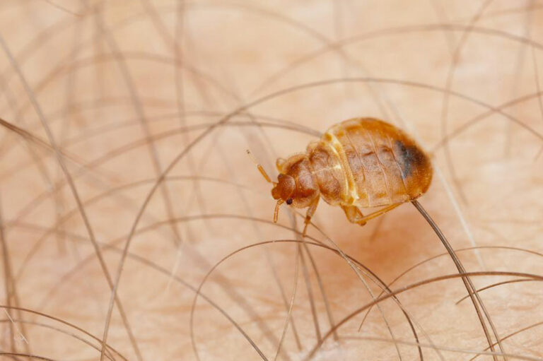 10 Home Remedies to Get Rid of Bed Bugs