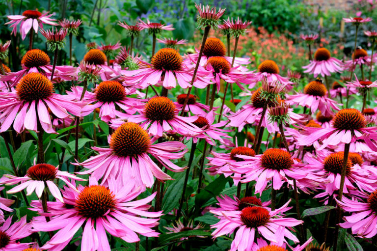 10 Popular Perennials to Brighten up a Garden