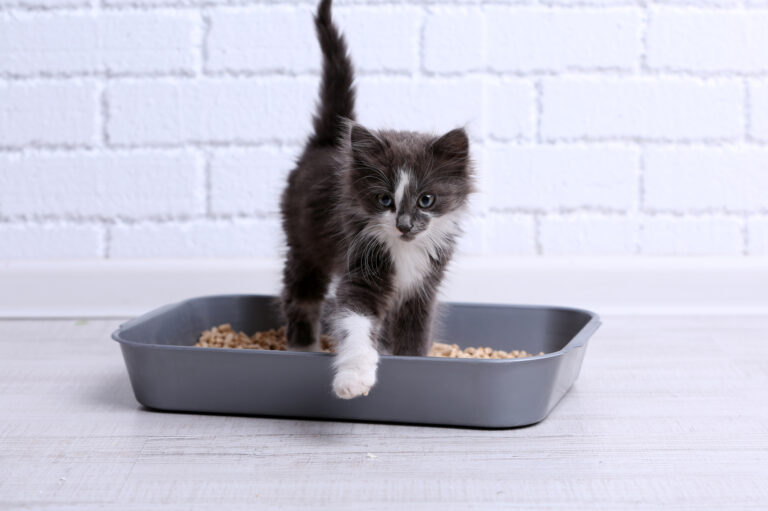 3 Tips To Use Cat Treats While Not Spoiling Them