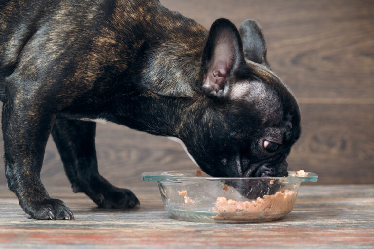 4 Commonly Asked Questions About Premium Dog Food Brands