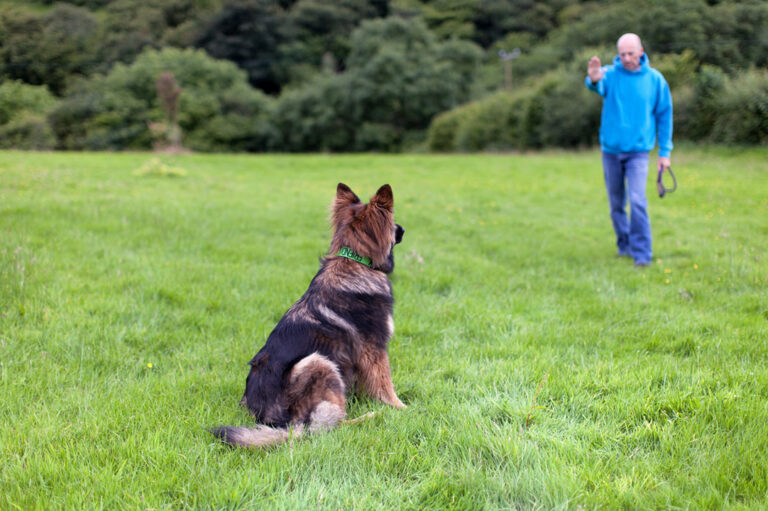 4 Essential Things to Note when Choosing a Dog Collar