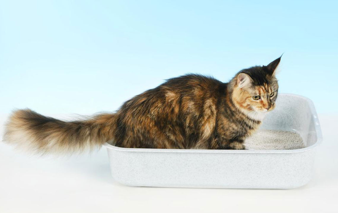 4 handy tips to clean your cat’s litter box