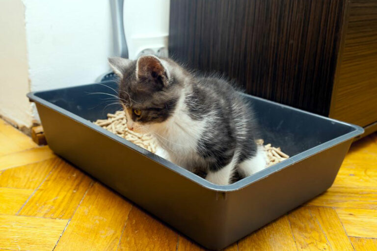 5 tips to choose the correct cat litter