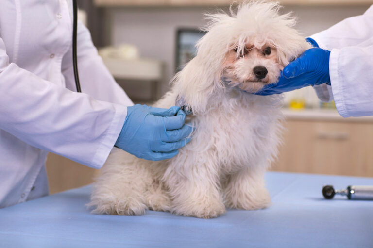 5 top-rated insurance providers to safeguard your pet